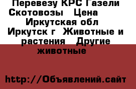 Перевезу КРС Газели Скотовозы › Цена ­ 15 - Иркутская обл., Иркутск г. Животные и растения » Другие животные   